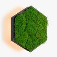 Бра Felizeli Flat Moss