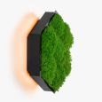 Бра Felizeli Flat Moss