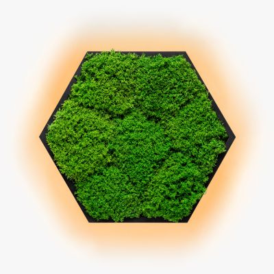 Бра Felizeli Flat Moss Imperium Light чёрный / nature