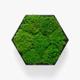Kinkiety Felizeli Flat Moss