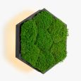 Kinkiety Felizeli Flat Moss