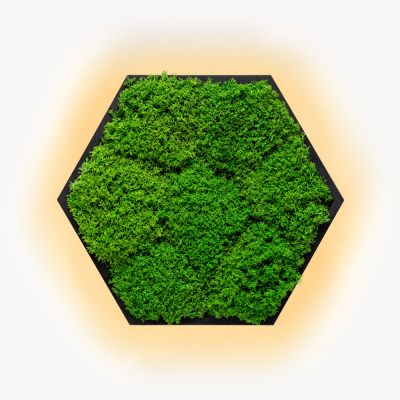 Kinkiety Felizeli Flat Moss Imperium Light czarny / nature