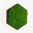 Wall Sconce Felizeli Flat Moss