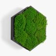 Wall Sconce Felizeli Flat Moss