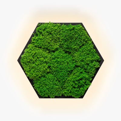 Wall Sconce Felizeli Flat Moss Imperium Light black / nature