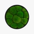 Wall Sconce Jace Bun Moss