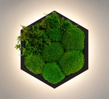 Бра Felizeli Fern Imperium Light чёрный / nature